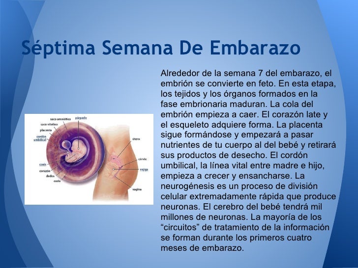 El Embarazo Semana 1 A Semana 7 El Embarazo Semana 1 A Semana 7