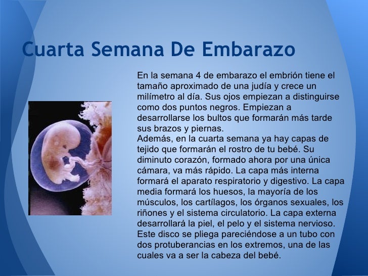 El embarazo semana 1 a semana 7 El embarazo semana 1 a semana 7