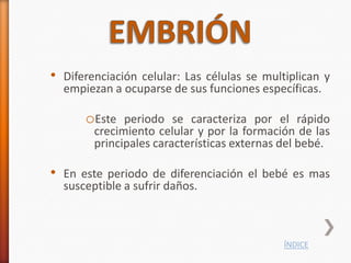 • Diferenciación celular: Las células se multiplican y
  empiezan a ocuparse de sus funciones específicas.

      oEste periodo se caracteriza por el rápido
        crecimiento celular y por la formación de las
        principales características externas del bebé.

• En este periodo de diferenciación el bebé es mas
  susceptible a sufrir daños.



                                             ÍNDICE
 