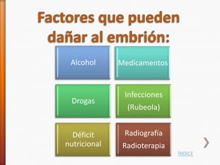 Alcohol      Medicamentos


               Infecciones
 Drogas
                (Rubeola)


  Déficit      Radiografía
nutricional    Radioterapia
                              ÍNDICE
 