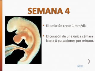 •   El embrión crece 1 mm/día.

•   El corazón de una única cámara
    late a 8 pulsaciones por minuto.




                        ÍNDICE
 