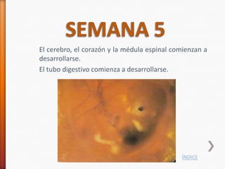 El cerebro, el corazón y la médula espinal comienzan a
desarrollarse.
El tubo digestivo comienza a desarrollarse.




                                             ÍNDICE
 
