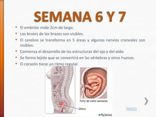 • El embrión mide 2cm de largo.
• Los brotes de los brazos son visibles.
• El cerebro se transforma en 5 áreas y algunos nervios craneales son
    visibles.
•   Comienza el desarrollo de las estructuras del ojo y del oído.
•   Se forma tejido que se convertirá en las vértebras y otros huesos.
•   El corazón tiene un ritmo regular.




                                                                 ÍNDICE
 