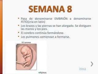 • Pasa de denominarse EMBRIÓN a denominarse
    FETO(cría en latín)
•   Los brazos y las piernas se han alargado. Se distiguen
    las manos y los pies.
•   El cerebro continúa formándose.
•   Los pulmones comienzan a formarse.




                                                ÍNDICE
 