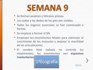 • Se forman pezones y folículos pilosos.
• Los codos y los dedos de los pies son visibles.
• Todos los órganos esenciales se han comenzado a
    formar.
•   Se empieza a formar el SN.
•   Empiezan los movimientos fetales para estimular el
    crecimiento de los músculos y mejorar la movilidad
    de las articulaciones.
•   El cerebro fetal todavía no controla los
    movimientos, los movimientos son espasmos
    involuntarios.

                                               ÍNDICE
 