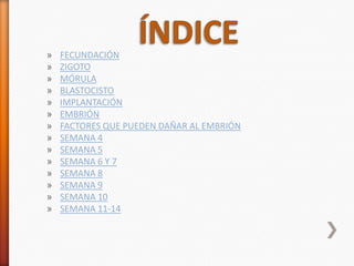 »   FECUNDACIÓN
»   ZIGOTO
»   MÓRULA
»   BLASTOCISTO
»   IMPLANTACIÓN
»   EMBRIÓN
»   FACTORES QUE PUEDEN DAÑAR AL EMBRIÓN
»   SEMANA 4
»   SEMANA 5
»   SEMANA 6 Y 7
»   SEMANA 8
»   SEMANA 9
»   SEMANA 10
»   SEMANA 11-14
 