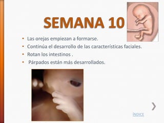 •   Las orejas empiezan a formarse.
•   Continúa el desarrollo de las características faciales.
•   Rotan los intestinos .
•    Párpados están más desarrollados.




                                                      ÍNDICE
 
