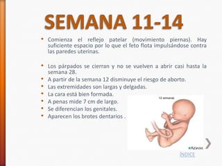 • Comienza el reflejo patelar (movimiento piernas). Hay
    suficiente espacio por lo que el feto flota impulsándose contra
    las paredes uterinas.

• Los párpados se cierran y no se vuelven a abrir casi hasta la
    semana 28.
•   A partir de la semana 12 disminuye el riesgo de aborto.
•   Las extremidades son largas y delgadas.
•   La cara está bien formada.
•   A penas mide 7 cm de largo.
•   Se diferencian los genitales.
•   Aparecen los brotes dentarios .




                                                        ÍNDICE
 