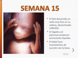 • El feto desarrolla un
    vello muy fino en su
    cabeza, denominado
    LANUGO.
•   El hígado y el
    páncreas producen
    secreciones líquidas.
•   El bebé hace
    movimientos de
    succión con la boca.

                 ÍNDICE
 