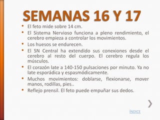 • El feto mide sobre 14 cm.
• El Sistema Nervioso funciona a pleno rendimiento, el
    cerebro empieza a controlar los movimientos.
•   Los huesos se endurecen.
•   El SN Central ha extendido sus conexiones desde el
    cerebro al resto del cuerpo. El cerebro regula los
    músculos.
•   El corazón late a 140-150 pulsaciones por minuto. Ya no
    late esporádica y espasmódicamente.
•   Muchos movimientos: doblarse, flexionarse, mover
    manos, rodillas, pies..
•   Reflejo prensil. El feto puede empuñar sus dedos.


                                                  ÍNDICE
 