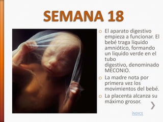 o El aparato digestivo
  empieza a funcionar. El
  bebé traga líquido
  amniótico, formando
  un liquido verde en el
  tubo
  digestivo, denominado
  MECONIO.
o La madre nota por
  primera vez los
  movimientos del bebé.
o La placenta alcanza su
  máximo grosor.
             ÍNDICE
 