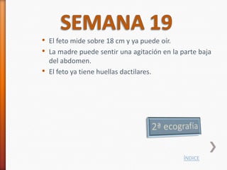 • El feto mide sobre 18 cm y ya puede oír.
• La madre puede sentir una agitación en la parte baja
    del abdomen.
•   El feto ya tiene huellas dactilares.




                                             ÍNDICE
 