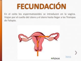 En el coito los espermatozoides se introducen en la vagina.
Viajan por el cuello del útero y el útero hasta llegar a las Trompas
de Falopio.




                                                          ÍNDICE
 