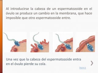 Al introducirse la cabeza de un espermatozoide en el
óvulo se produce un cambio en la membrana, que hace
imposible que otro espermatozoide entre.




Una vez que la cabeza del espermatozoide entra
en el óvulo pierde su cola.
                                            ÍNDICE
 