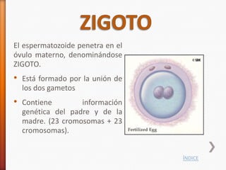 El espermatozoide penetra en el
óvulo materno, denominándose
ZIGOTO.
• Está formado por la unión de
  los dos gametos
• Contiene        información
  genética del padre y de la
  madre. (23 cromosomas + 23
  cromosomas).


                                  ÍNDICE
 