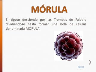 El zigoto desciende por las Trompas de Falopio
dividiéndose hasta formar una bola de células
denominada MÓRULA.




                                         ÍNDICE
 