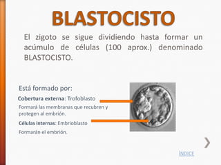 El zigoto se sigue dividiendo hasta formar un
  acúmulo de células (100 aprox.) denominado
  BLASTOCISTO.


Está formado por:
Cobertura externa: Trofoblasto
Formará las membranas que recubren y
protegen al embrión.
Células internas: Embrioblasto
Formarán el embrión.


                                        ÍNDICE
 