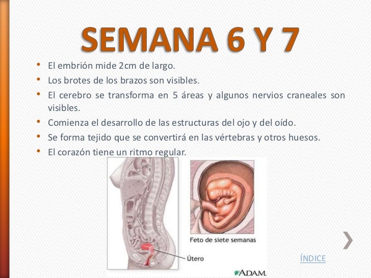 Adelgazar brazos en 1 semana de gestacion