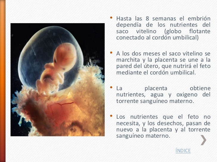 El Embarazo Semana A Semana