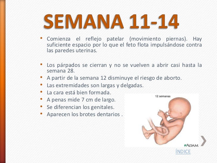 El embarazo semana a semana - A Las Cuantas Semanas Se Empieza A Mover El Bebe