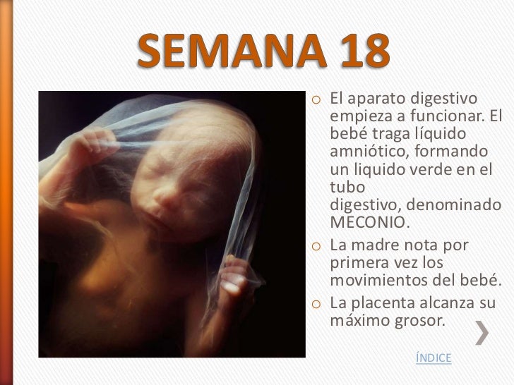 El embarazo semana a semana - A Las Cuantas Semanas Se Empieza A Mover El Bebe