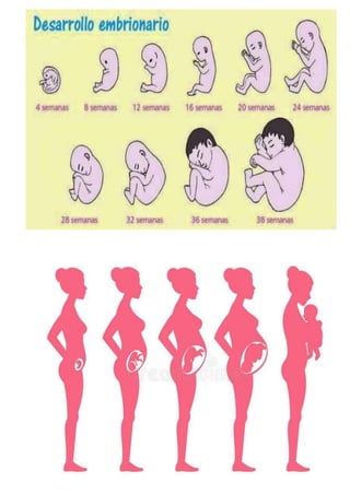 El embarazo y el proceos embrionario