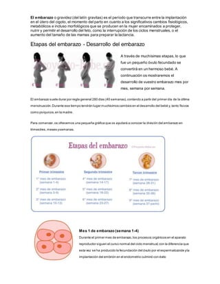 El embarazo o gravidez(del latín gravitas) es el período que transcurre entre la implantación
en el útero del cigoto, el momento del parto en cuanto a los significativos cambios fisiológicos,
metabólicos e incluso morfológicos que se producen en la mujer encaminados a proteger,
nutrir y permitir el desarrollo del feto, como la interrupción de los ciclos menstruales, o el
aumento del tamaño de las mamas para preparar la lactancia.
Etapas del embarazo - Desarrollo del embarazo
A través de muchísimas etapas, lo que
fue un pequeño óvulo fecundado se
convertirá en un hermoso bebé. A
continuación os mostraremos el
desarrollo de vuestro embarazo mes por
mes, semana por semana.
El embarazo suele durar por regla general 280 días (40 semanas),contando a partir del primer día de la última
menstruación.Durante ese tiempo tendrán lugar muchísimos cambios en el desarrollo del bebé y, tanto físicos
como psíquicos,en la madre.
Para comenzar,os ofrecemos una pequeña gráfica que os ayudará a conocer la división del embarazo en
trimestres,meses ysemanas.
Mes 1 de embarazo (semana 1-4)
Durante el primer mes de embarazo,los procesos orgánicos en el aparato
reproductor siguen el curso normal del ciclo menstrual,con la diferencia que
esta vez se ha producido la fecundación del óvulo por el espermatozoide yla
implantación del embrión en el endometrio culminó con éxito
 