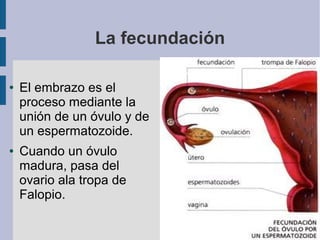 La fecundación

●   El embrazo es el
    proceso mediante la
    unión de un óvulo y de
    un espermatozoide.
●   Cuando un óvulo
    madura, pasa del
    ovario ala tropa de
    Falopio.
 