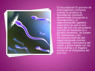 Semana 1


La fecundación El proceso de
embriogénesis comienza
cuando se produce la
fecundación (también
denominada concepción o
impregnación): el
espermatozoide (gameto
masculino) se une al ovo
lema del ovo cito secundario
(parado en metafase II) o
gameto femenino, se funden
las membranas y las
estructuras internas del
espermatozoide (núcleo
condensado, centrosoma del
cuello y pieza media con las
mitocondrias y el flagelo)
entran en el citoplasma del
ovo cito.
 
