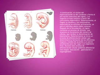 A continuación, el núcleo del
espermatozoide se des condensa y forma el
pro núcleo masculino del cigoto, y se
organiza el huso mitótico a partir del
centrosoma espermático. Posteriormente, el
flagelo se disuelve y las mitocondrias
espermáticas se eliminan activamente, ya
que el individuo adulto debe contener
Después de la fecundación, el cigoto
comienza un proceso de división, que
ocasiona un incremento del número de
células, que reciben la denominación de
blastómeros. Posteriormente se inicia un
proceso de diferenciación celular que
determinará la formación de los diferentes
órganos y tejidos de acuerdo a un patrón
establecido para dar lugar a un organismo
final. Durante este proceso de
diferenciación celular podemos diferenciar
tres etapas: basculación , gastrulación y
organogénesis.
 