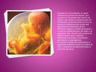Después de la fecundación, el cigoto
comienza un proceso de división, que
ocasiona un incremento del número de
células, que reciben la denominación de
blastómeros. Posteriormente se inicia un
proceso de diferenciación celular que
determinará la formación de los
diferentes órganos y tejidos de acuerdo a
un patrón establecido para dar lugar a un
organismo final. Durante este proceso de
diferenciación celular podemos
diferenciar tres etapas: basculación ,
gastrulación y organogénesis.
Al concluir el desarrollo embrionario el
organismo resultante recibe el nombre de
feto y completará su desarrollo hasta el
momento del parto.
 