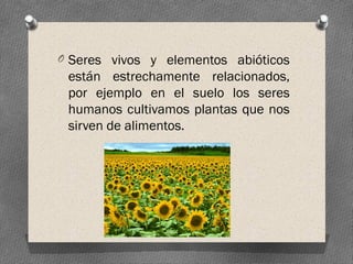 O Seres vivos y elementos abióticos
están estrechamente relacionados,
por ejemplo en el suelo los seres
humanos cultivamos plantas que nos
sirven de alimentos.