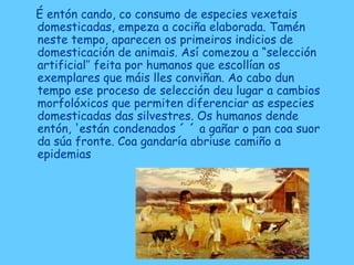 É entón cando, co consumo de especies vexetais
domesticadas, empeza a cociña elaborada. Tamén
neste tempo, aparecen os primeiros indicios de
domesticación de animais. Así comezou a “selección
artificial’’ feita por humanos que escollían os
exemplares que máis lles conviñan. Ao cabo dun
tempo ese proceso de selección deu lugar a cambios
morfolóxicos que permiten diferenciar as especies
domesticadas das silvestres. Os humanos dende
entón, 'están condenados ´ ´ a gañar o pan coa suor
da súa fronte. Coa gandaría abriuse camiño a
epidemias
 
