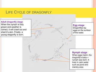 LIFE CYCLE OF DRAGONFLY
Egg stage
Dragonflies lay
eggs on the surface
of the water.
Nymph stage
When eggs hatch, the
dragonfly’s baby—
nymph was born. It
lives in calm water
such as pond and
marshy area
Adult dragonfly stage
When the nymph is fully
grown and weather is
correct, it will crawl out and
shed it’s skin. Finally a
young dragonfly is born.
 