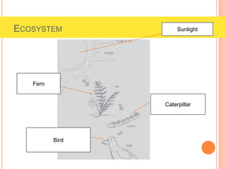 ECOSYSTEM Sunlight
Fern
Caterpillar
Bird
 