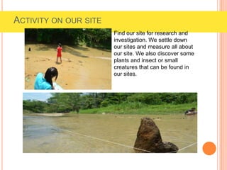 Find our site for research and
investigation. We settle down
our sites and measure all about
our site. We also discover some
plants and insect or small
creatures that can be found in
our sites.
ACTIVITY ON OUR SITE
 