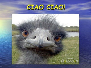 3131
CIAO CIAO!CIAO CIAO!
 