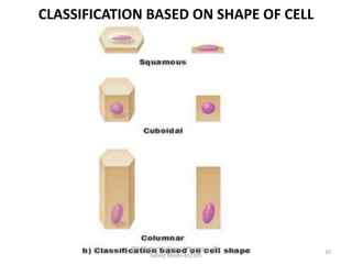 CLASSIFICATION BASED ON SHAPE OF CELL
PES Modern College of Pharmacy, (for
ladies) Moshi-412105
10
 