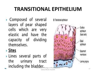 TRANSITIONAL EPITHELIUM
PES Modern College of Pharmacy, (for
ladies) Moshi-412105
17
 