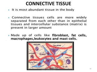 CONNECTIVE TISSUE
PES Modern College of Pharmacy, (for
ladies) Moshi-412105
18
 