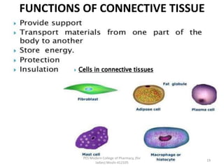 FUNCTIONS OF CONNECTIVE TISSUE
PES Modern College of Pharmacy, (for
ladies) Moshi-412105
19
 