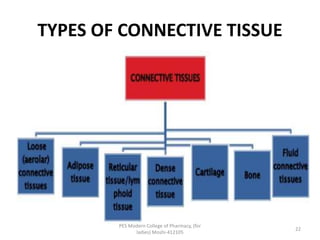 TYPES OF CONNECTIVE TISSUE
PES Modern College of Pharmacy, (for
ladies) Moshi-412105
22
 