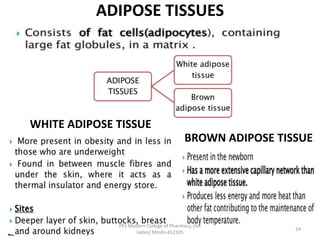 ADIPOSE TISSUES
WHITE ADIPOSE TISSUE
BROWN ADIPOSE TISSUE
PES Modern College of Pharmacy, (for
ladies) Moshi-412105
24
 