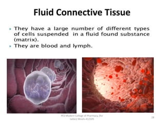 Fluid Connective Tissue
PES Modern College of Pharmacy, (for
ladies) Moshi-412105
28
 