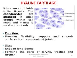 HYALINE CARTILAGE
PES Modern College of Pharmacy, (for
ladies) Moshi-412105
30
 