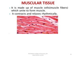 MUSCULAR TISSUE
PES Modern College of Pharmacy, (for
ladies) Moshi-412105
33
 
