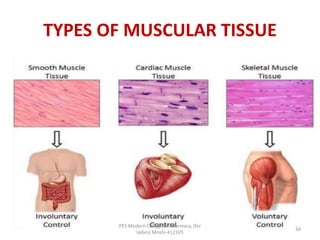 TYPES OF MUSCULAR TISSUE
PES Modern College of Pharmacy, (for
ladies) Moshi-412105
34
 