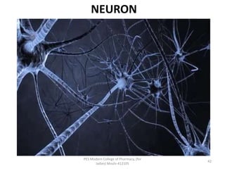 NEURON
PES Modern College of Pharmacy, (for
ladies) Moshi-412105
42
 