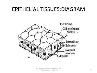 EPITHELIAL TISSUES:DIAGRAM
PES Modern College of Pharmacy, (for
ladies) Moshi-412105
6
 