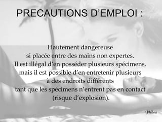 PRECAUTIONS D’EMPLOI :  Hautement dangereuse  si placée entre des mains non expertes.  Il est illégal d’en posséder plusieurs spécimens,  mais il est possible d’en entretenir plusieurs  à des endroits différents  tant que les spécimens n’entrent pas en contact  (risque d’explosion). 